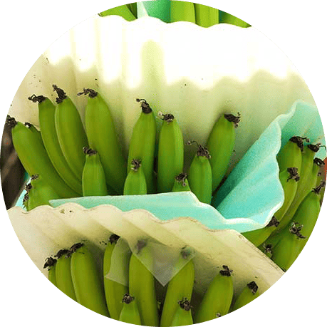 Agro ecuaroriano