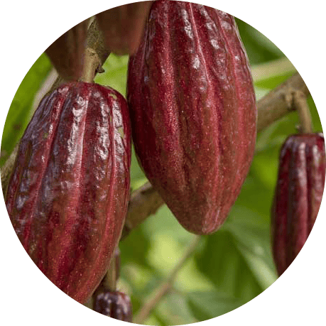 Agro ecuaroriano
