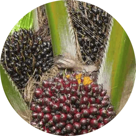 Agro ecuaroriano