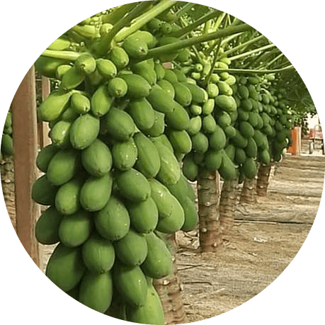 Agro ecuaroriano