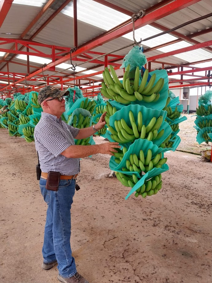 agro-banano1